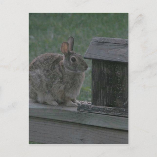 Postal Soy un Birdie (Anverso)