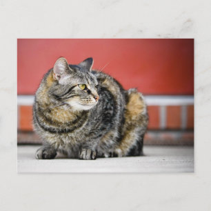 Postal ¡Soy un gato!