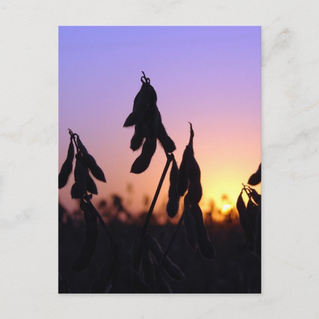 Postal Soybeans al atardecer (Anverso)