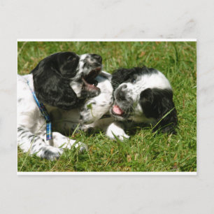 Postal Spaniel Fun