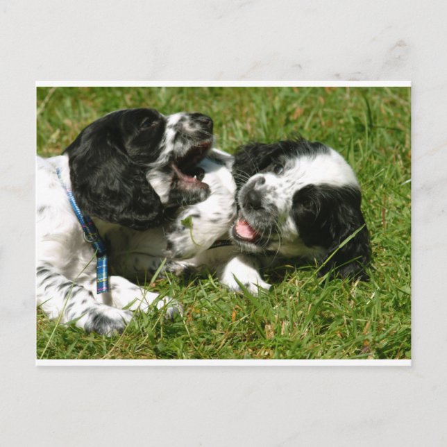 Postal Spaniel Fun (Anverso)
