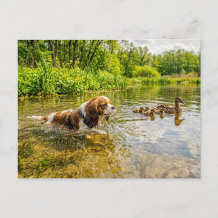 Postal Spaniel nadando junto a una familia de patos en el