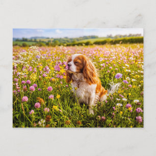 Postal Spaniel olfateando flor en prado veraniego