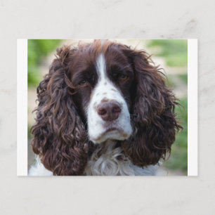 Postal spaniel.png