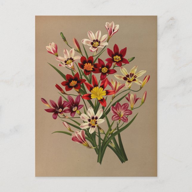 Postal Sparaxis Tricolor Varr. de Arentina Arendsen (Anverso)