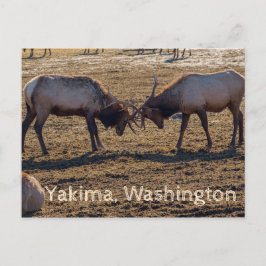 Postal Sparring Elk Yakima Washington USA