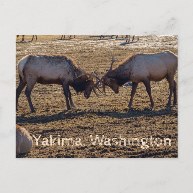 Postal Sparring Elk Yakima Washington USA (Anverso)