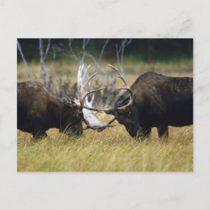 Postal Sparring Moose Wildlife Series # 12 Postcard