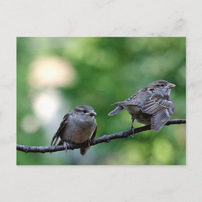 Postal Sparrow (Anverso)