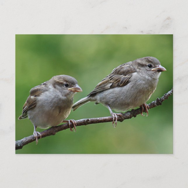 Postal Sparrow (Anverso)