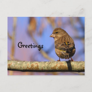 Postal Sparrow