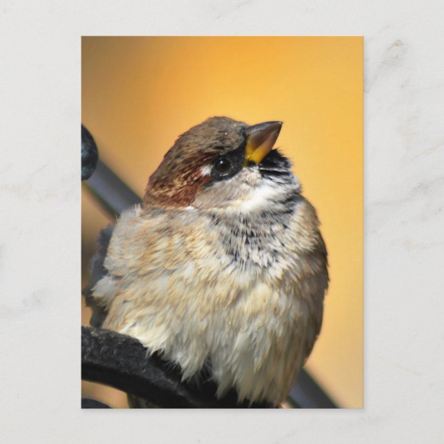 Postal Sparrow (Anverso)