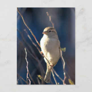 Postal Sparrow