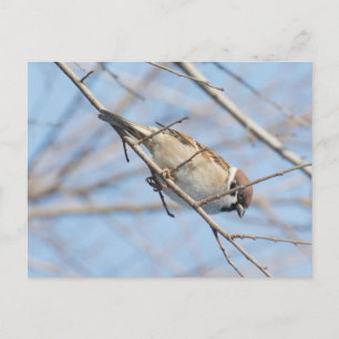 Postal Sparrow