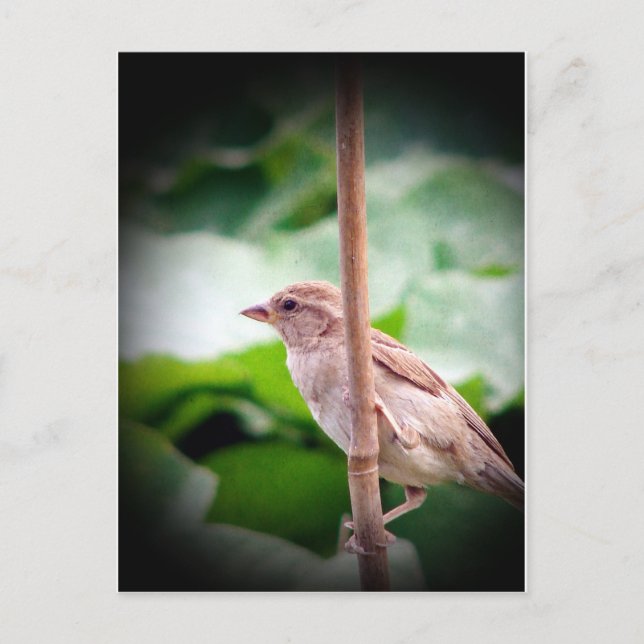 Postal Sparrow (Anverso)