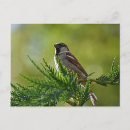 Postal Sparrow