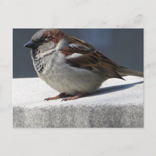 Postal Sparrow (Anverso)