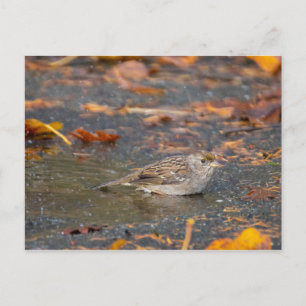Postal Sparrow