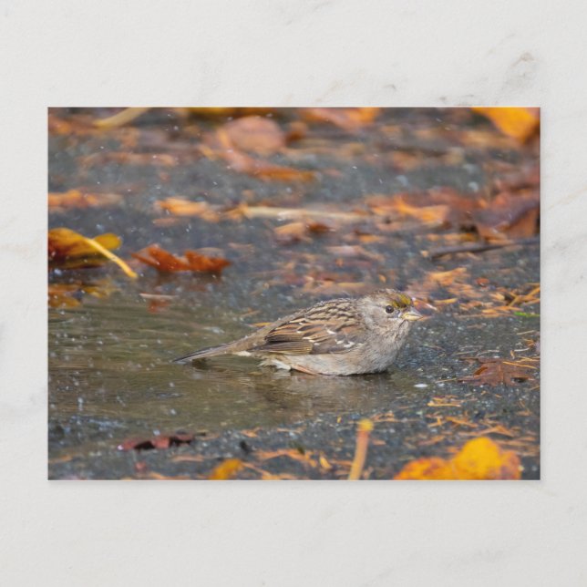 Postal Sparrow (Anverso)