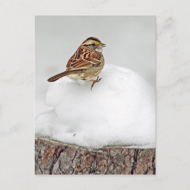 Postal Sparrow (Anverso)