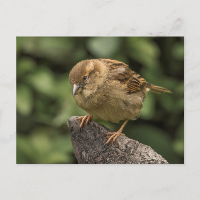 Postal Sparrow (Anverso)