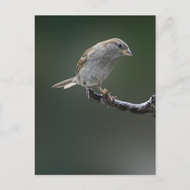 Postal Sparrow 1 (Anverso)