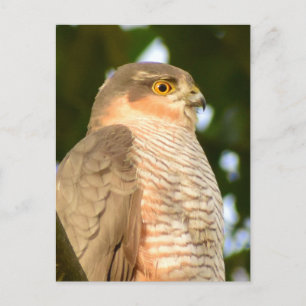 Postal Sparrowhawk