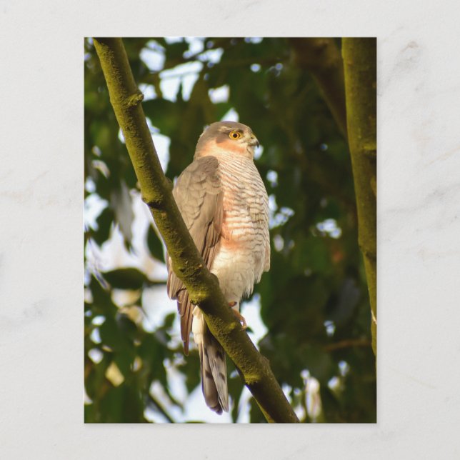 Postal Sparrowhawk (Anverso)
