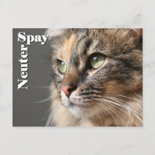Postal Spay/Neuter