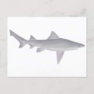 Postal Speartooth Shark