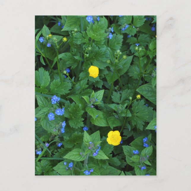 Postal Speedwell and Buttercups (Anverso)
