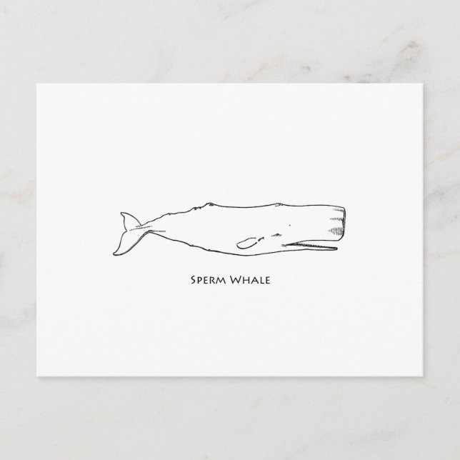 Postal Sperm Whale (arte de la línea) (Anverso)