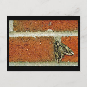 Postal Sphinx moth