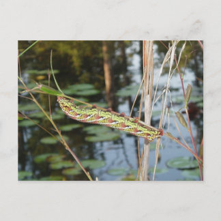 Postal Sphinx Moth Caterpillar sobre Ludwigia