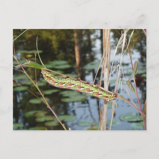 Postal Sphinx Moth Caterpillar sobre Ludwigia (Anverso)