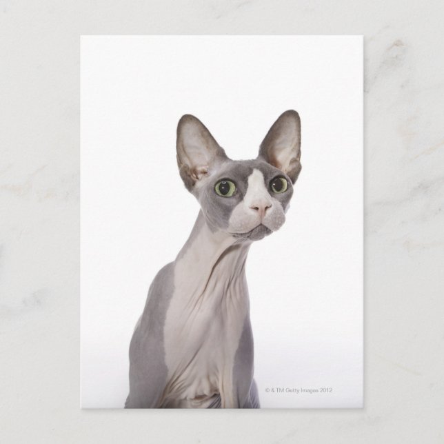 Postal Sphynx Cat con expresión sorprendida (Anverso)