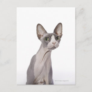 Postal Sphynx Cat con expresión sorprendida