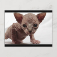 Sphynx Kitten sin mueble