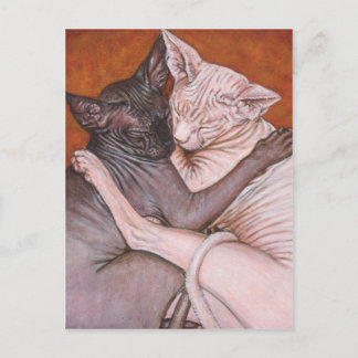 Postal Sphynx Sphinx Cat Cats Nap Time