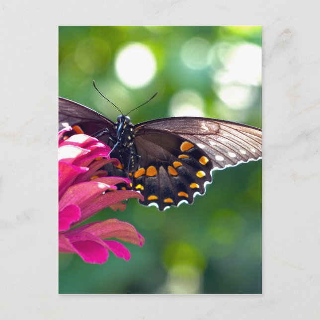 Postal Spicebush Swallowtail (Anverso)