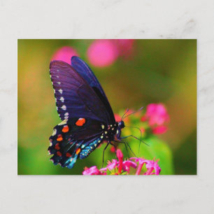 Postal Spicebush Swallowtail Butfly