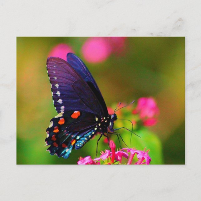 Postal Spicebush Swallowtail Butfly (Anverso)
