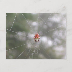 Postal Spider