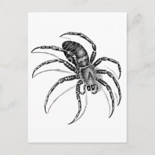 Postal Spider
