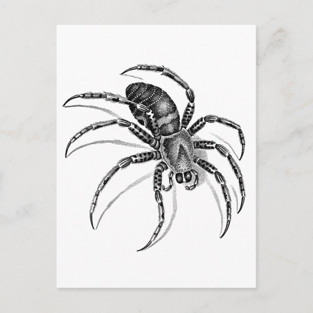 Postal Spider (Anverso)