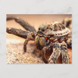 Postal Spider