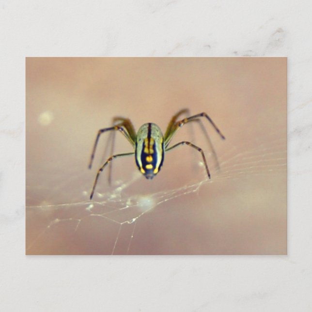 Postal Spider (Anverso)