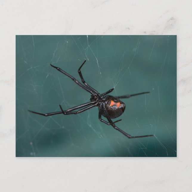 Postal Spider de viuda negra (Anverso)