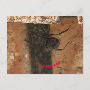 Postal Spider de viuda negra