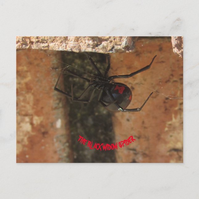 Postal Spider de viuda negra (Anverso)